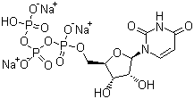 Struktur image of Uridine-5'-triphosphoric acid trisodium salt